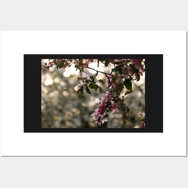 Pink flowers against a bokeh background Wall Art by lightsfromspace